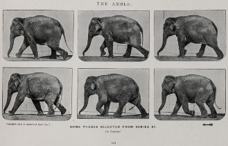 Muybridge, Eadweard. Animals in