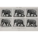 Muybridge, Eadweard. Animals in