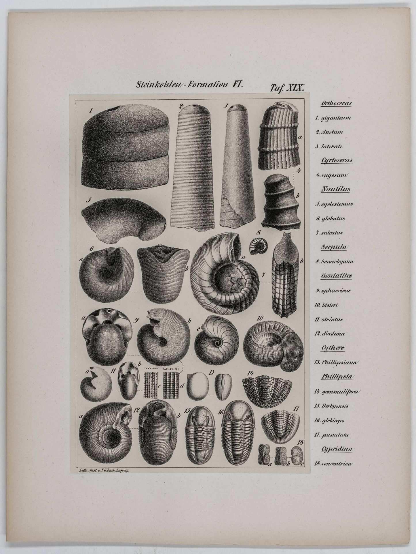 Geologie - - Naumann, Carl Friedrich. - Image 5 of 6