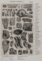 Geologie - - Naumann, Carl Friedrich.
