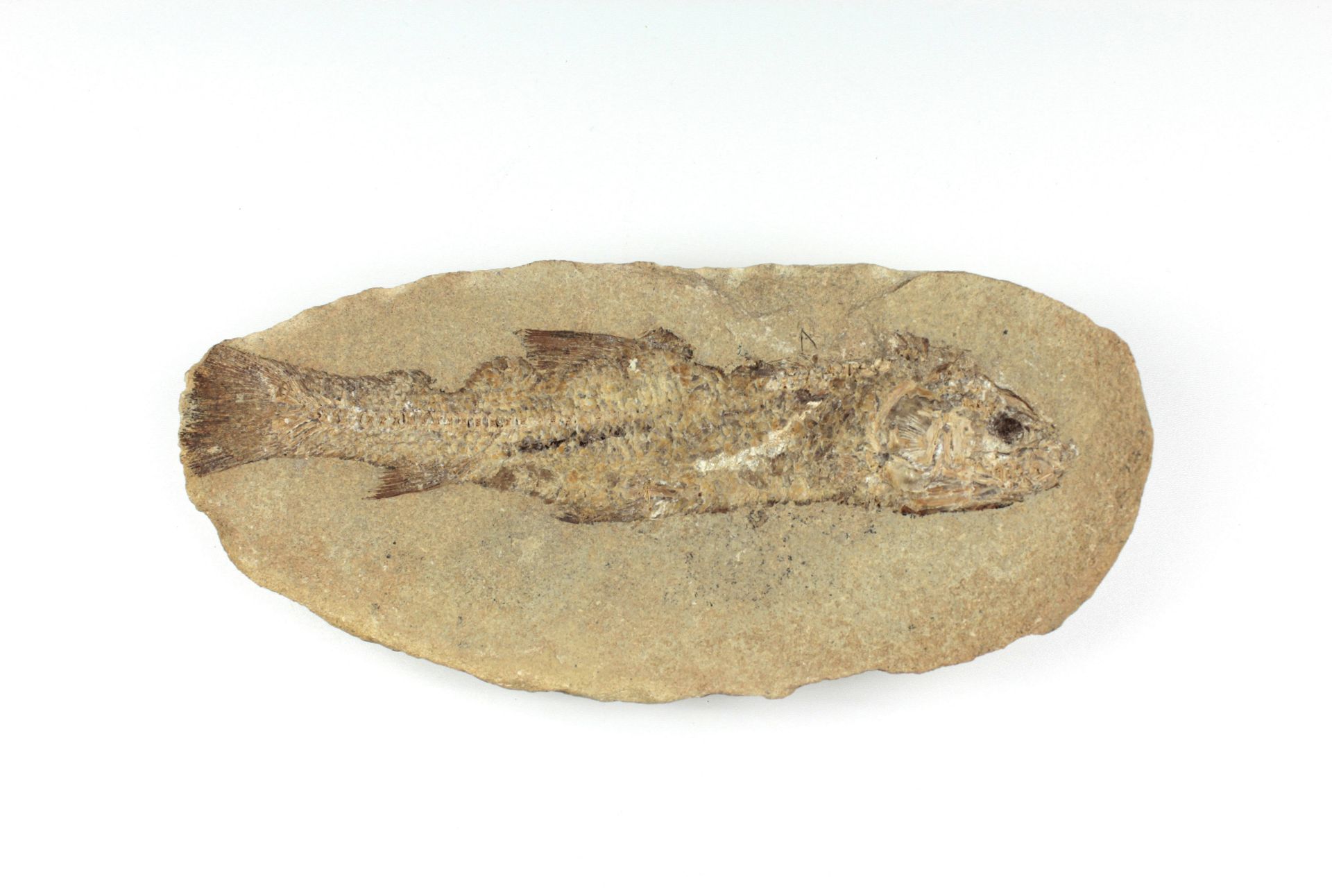 Platte mit fossilem Fisch