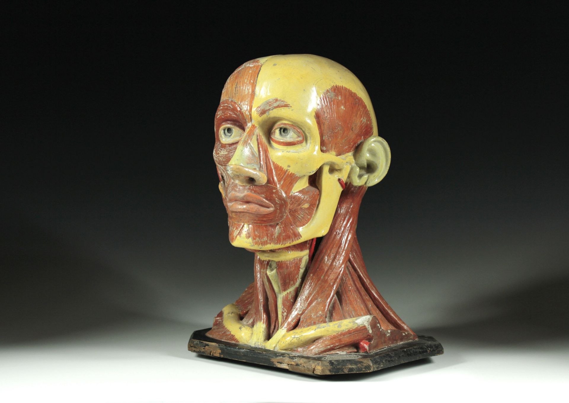 Anatomisches Modell des menschlichen Kopfes - Bild 3 aus 3