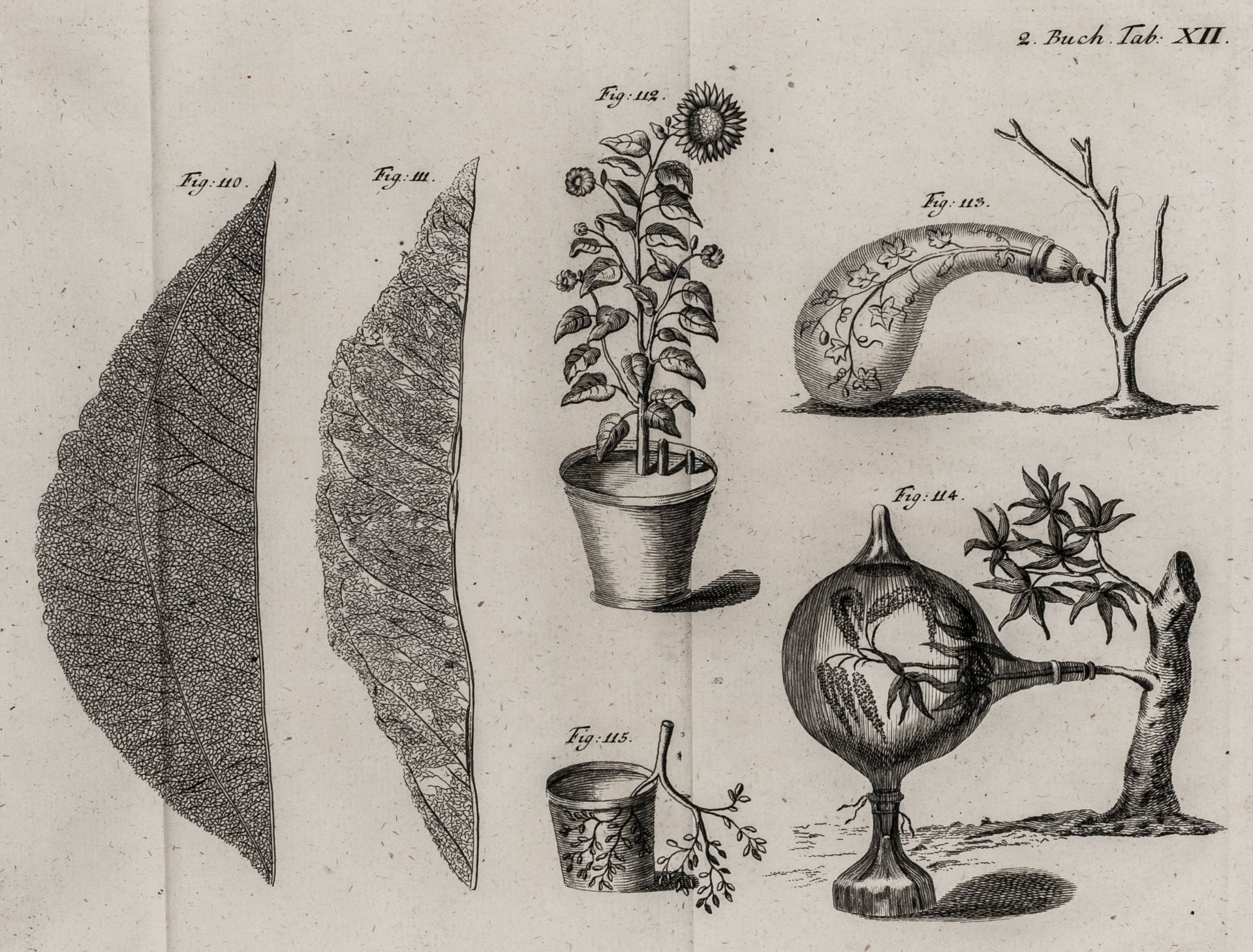 Biologie - Botanik - - Duhamel du - Image 3 of 3