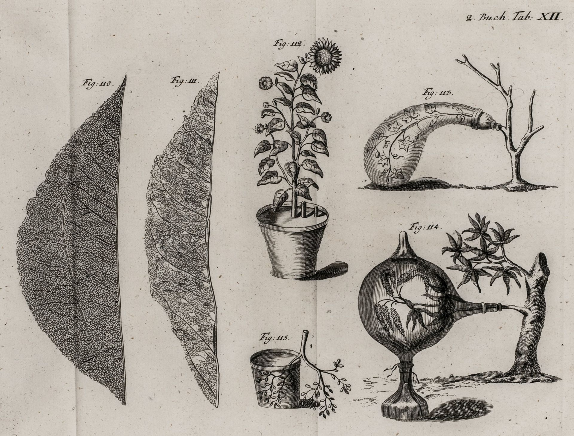 Biologie - Botanik - Duhamel du - Bild 3 aus 3