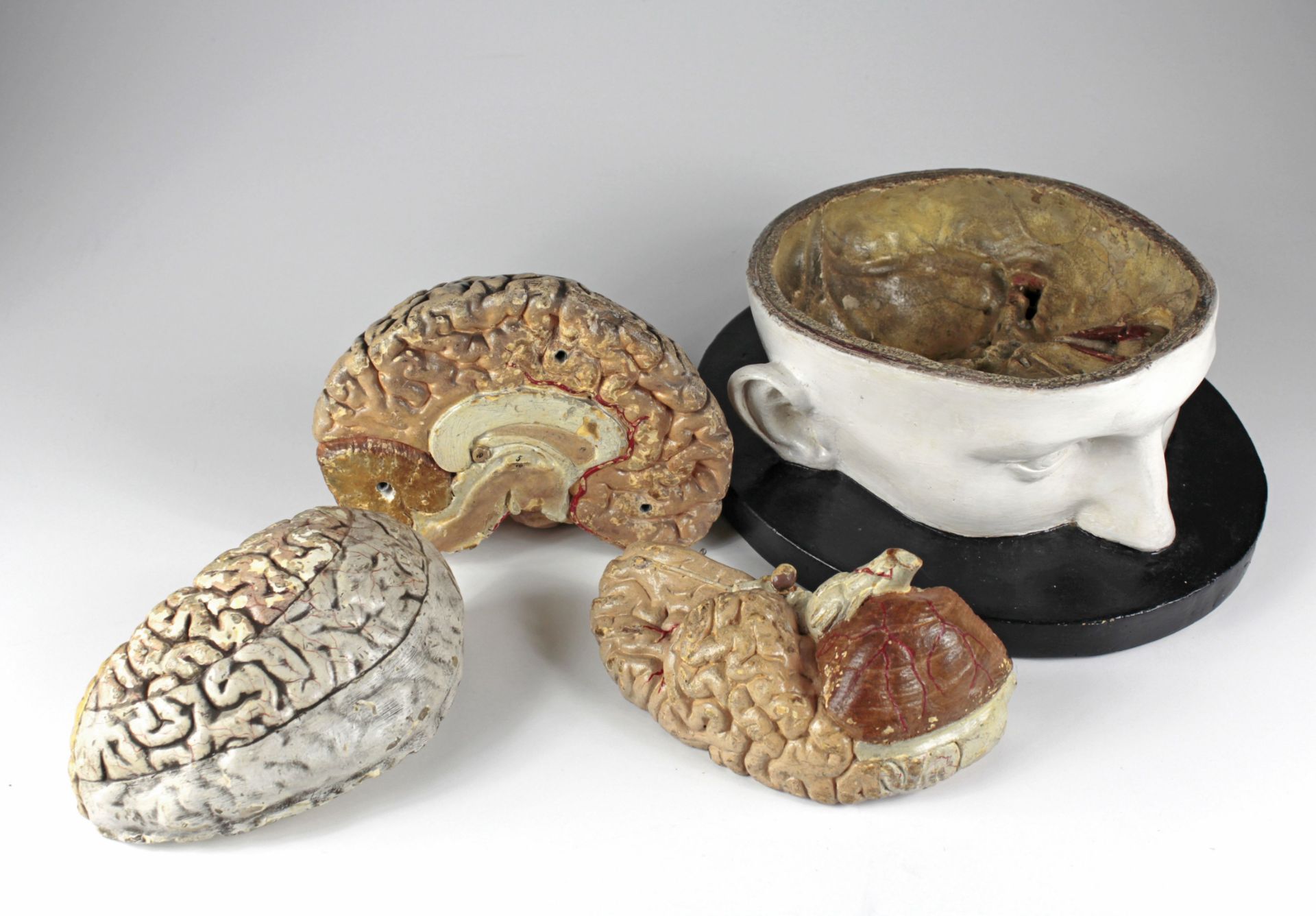 Seltenes anatomisches Modell des menschlichen Gehirns - Bild 2 aus 6