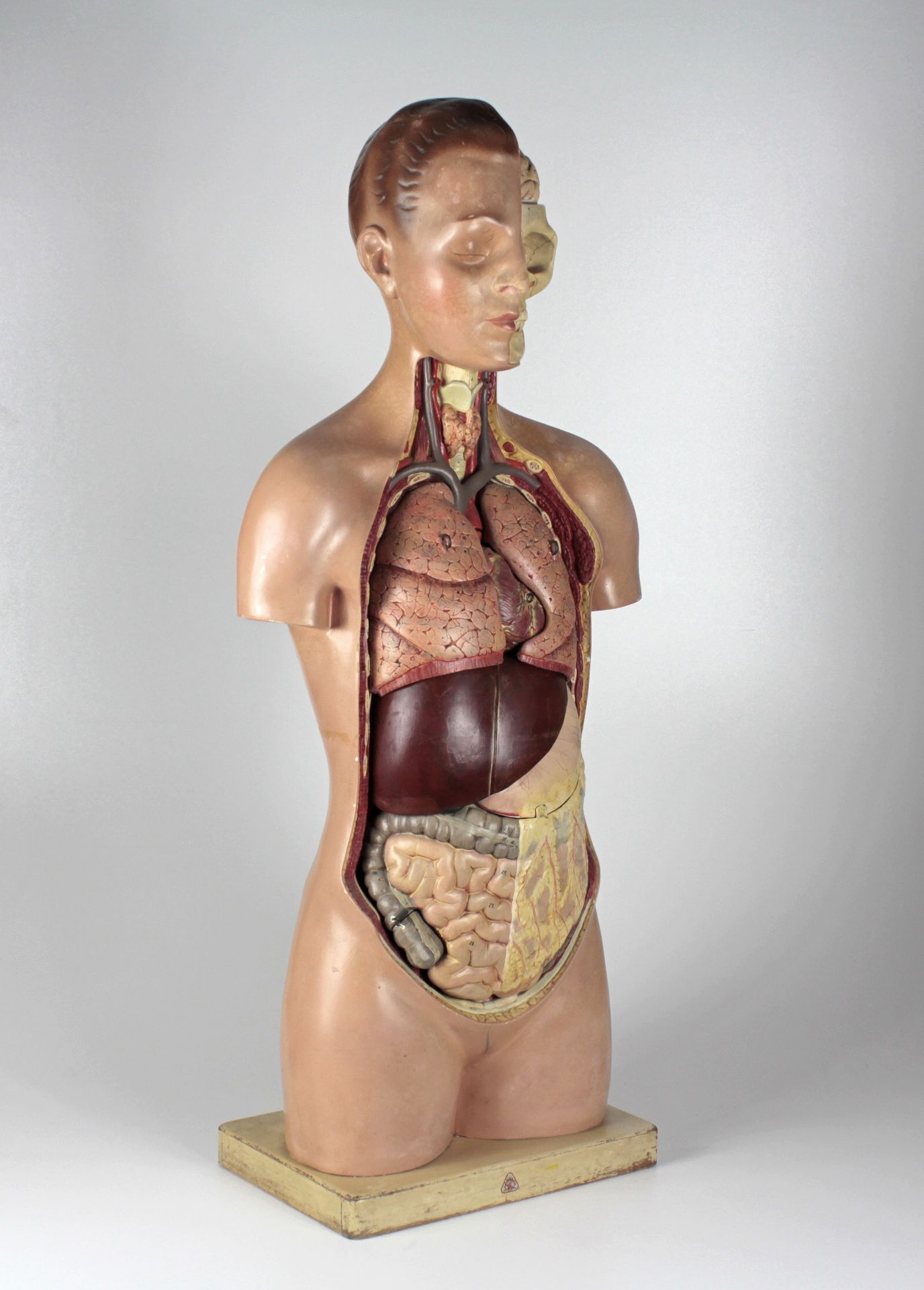 Anatomisches Modell vom menschlichen Torso - Bild 3 aus 4