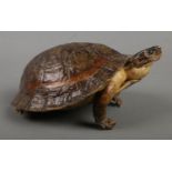 An early 20th century taxidermy terrapin.