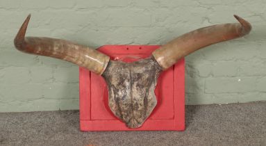 An Ankole Watusi bull skull with polished horns mounted on wooden plaque