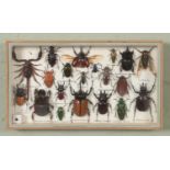 A glazed wall hanging display case containing an assortment of exotic insects, including Atlas