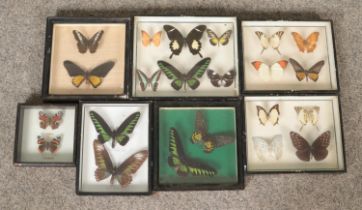 Seven Lepidopterist cases of exotic, mainly Asian and South American butterflies. To include Rajah