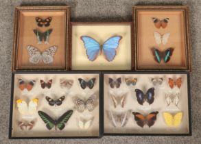 Five display cases containing a Lepidopterist's collection of exotic, South American and Asian