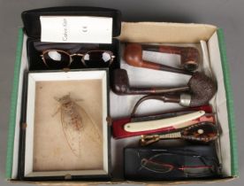 A tray of collectables. Includes entomology study of a Giant Cicadas, smoking pipes, boxed cut