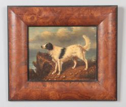 A walnut framed oil on board, study of a dog. Bearing label to the back for Biggs & Son. 19cm x