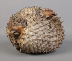 A taxidermy study of a porcupine puffer fish. 22cm long.