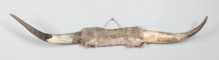 A large pair of mounted cattle horns, with central joint wrapped in Leporids fur. 118cm wide.