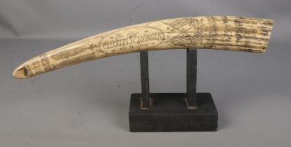 Replica Scrimshaw in the form of a tusk titled The Ship Charles W Morgan New Bedford mounted on