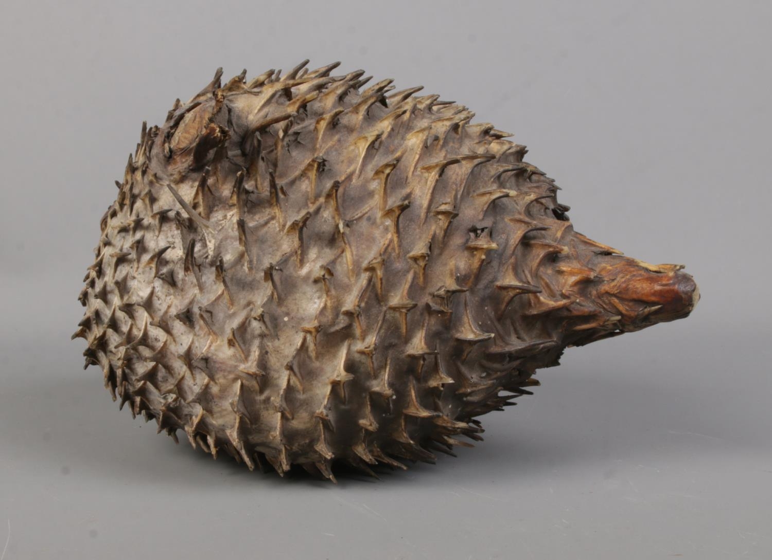 A taxidermy study of a porcupine puffer fish. 22cm long. - Image 2 of 2