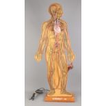 A vintage Circulation of Blood scientific teaching model by T Gerrard & Co. Height 87cm Together