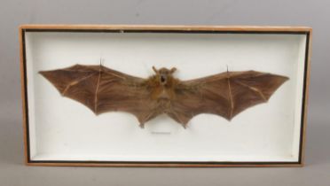 A framed taxidermy study of a Epauletted Bat.
