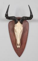 A mounted taxidermy antelope skull, possibly Hartebeest. Length: 60cm, Width of horns at widest