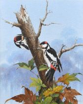 David England (British 20th/21st century) "Two Greater Spotted Woodpeckers"