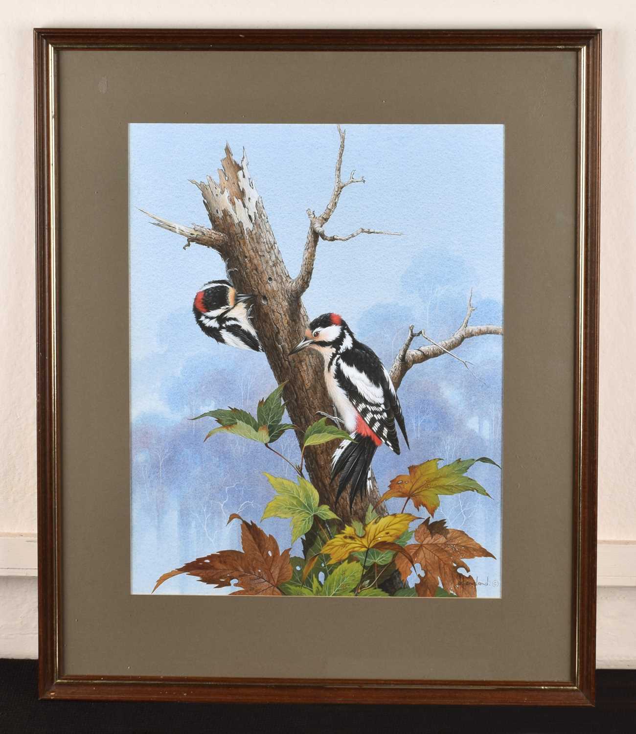 David England (British 20th/21st century) "Two Greater Spotted Woodpeckers" - Image 2 of 2