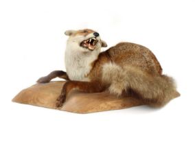 Taxidermy Red Fox (Vulpes vulpes)