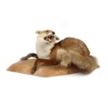 Taxidermy Red Fox (Vulpes vulpes)