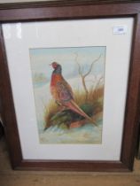 G. Newport, watercolour, of a pheasant, 9ins x 14ins