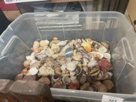 A box of assorted sea shells