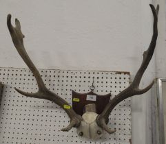 A pair of mounted antlers