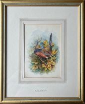 Charles H.C.Baldwyn signed Pair of Vignette Watercolours 7" x 5" "Lesser Whitethroat Bird"  & " A