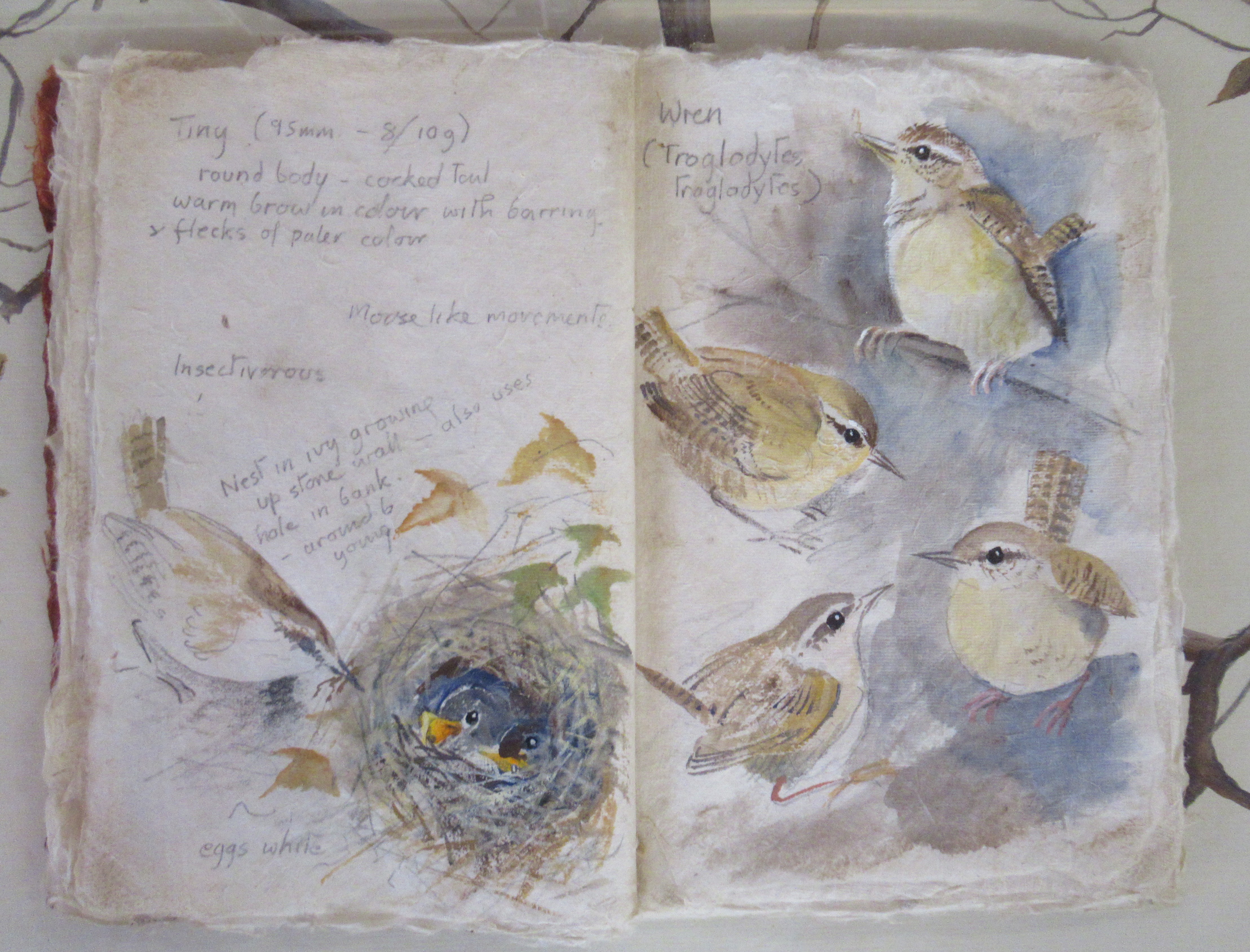 Pollyanna Pickering, watercolour, studies of wren with framed sketch book, 12ins x 33ins - Image 2 of 5