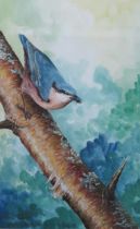 Six Twentieth century watercolours of various bird studies including owl, kestrel, nuthatch, most