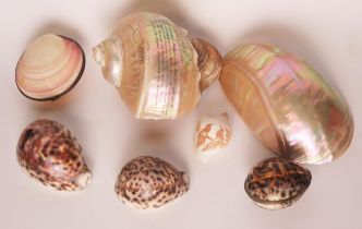 A collection of mother-of-pearl and cowrie shells.