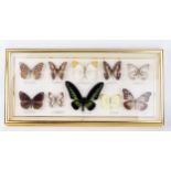 A collection of preserved and mounted butterflies, mostly Southeast Asian species, mounted and