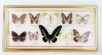 A collection of preserved and mounted butterflies, mostly Southeast Asian species, mounted and