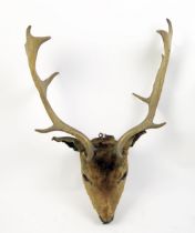 A preserved stags head, with inset glass eyes.