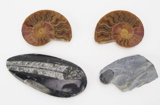 Two sections of ammonite fossils, a trilobite fossil and one other.