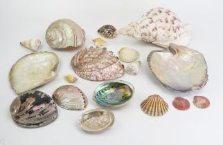 A collection of abalone, conch, cowrie and other sea shells.