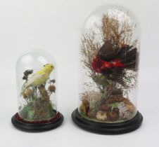 Two taxidermy exotic birds, mounted in naturalistic grass settings, contained under glass domes,