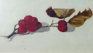 A botanical study of rosehips, watercolour, and another of a pomegranate fruit, unsigned, 13cm x