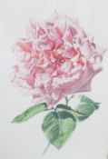 Rory McEwan (1932 - 1982), botanical study of a pink rose in full flower, watercolour on card,