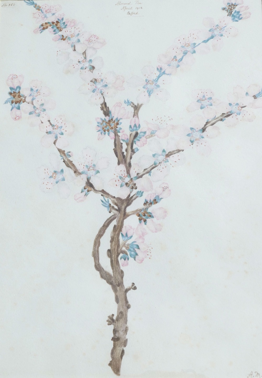 Early 20th century British, 'Almond Tree', watercolour, numbered 356, titled and dated 'April - Image 3 of 5