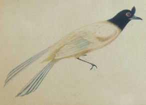 19th century Indian Company School, watercolour study of an Indian Paradise flycatcher, 16cm x 22cm,