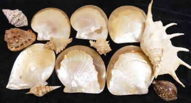 A collection of shells comprised of a conch, a bullmouth red helmet shell, a tiger cowrie, a bear