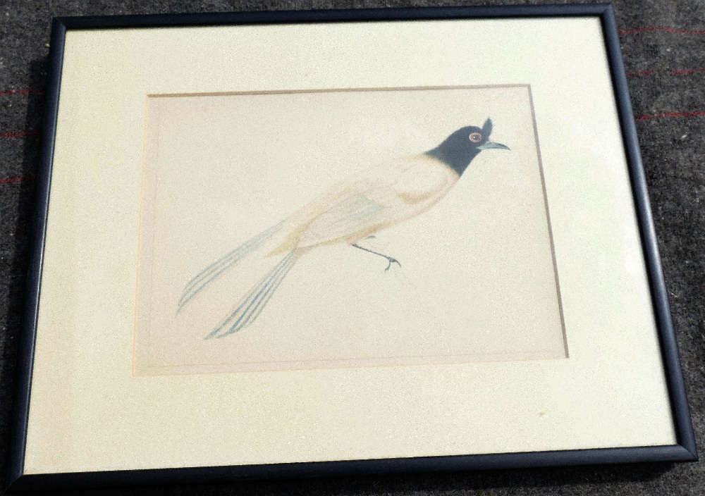 19th century Indian Company School, watercolour study of an Indian Paradise flycatcher, 16cm x 22cm, - Image 2 of 4