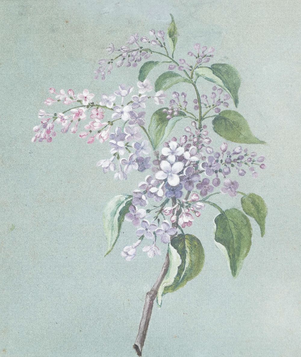 Early 20th century British, 'Almond Tree', watercolour, numbered 356, titled and dated 'April