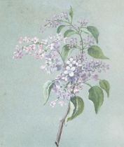 Early 20th century British, 'Almond Tree', watercolour, numbered 356, titled and dated 'April