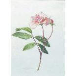 Rory McEwan (1932 - 1982), botanical study of a pink rose in full flower and bud, watercolour on